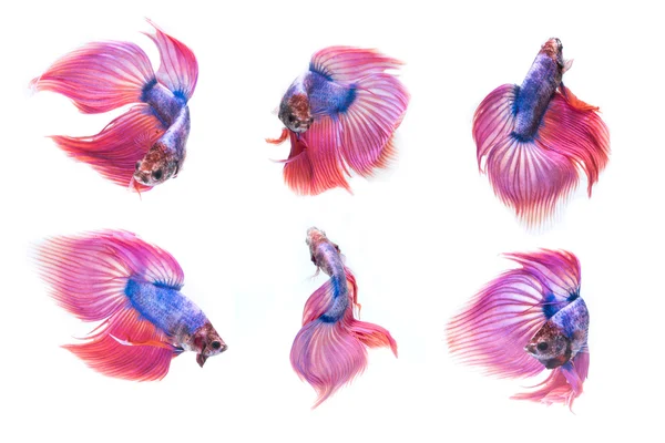 Siamês betta peixe cauda movimento abstrato fundo — Fotografia de Stock