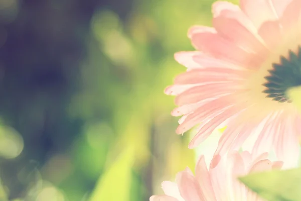 Abstract background flower — Stock Photo, Image