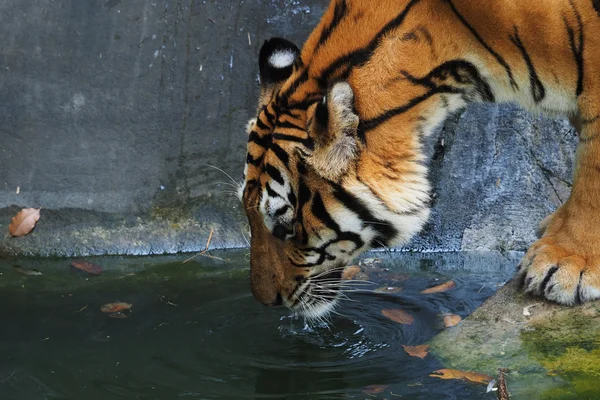 Tigre no rio — Fotografia de Stock