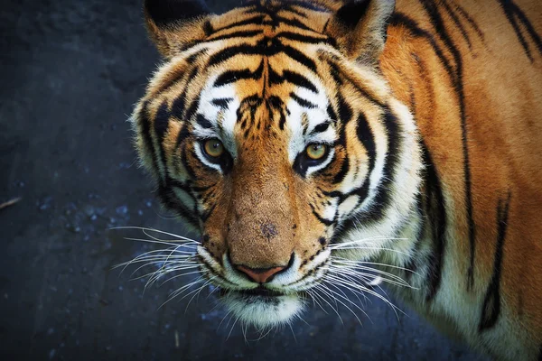 Tiger im Zoo von Thailand — Stockfoto