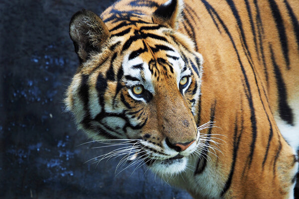 Tiger in zoo