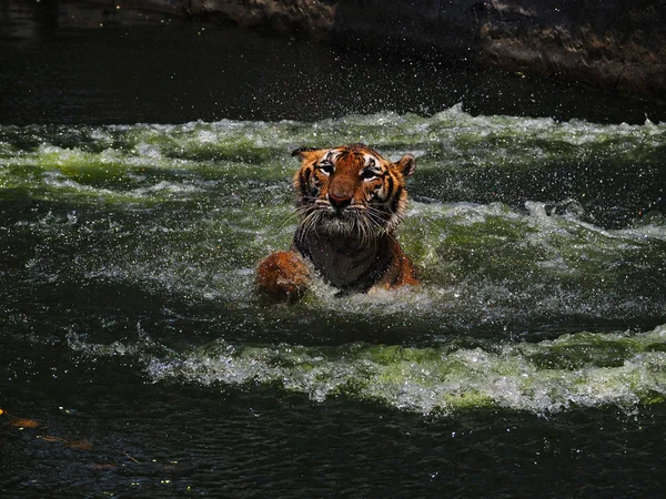 Tiger im Fluss — Stockfoto