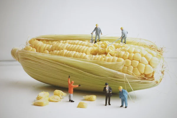 Worker working with yellow corn on white background — Stock Photo, Image