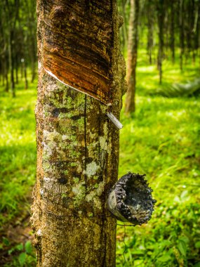 satır Çift kauçuk ağacı