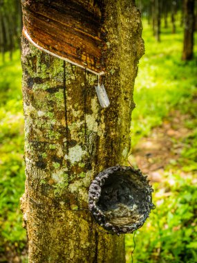 satır Çift kauçuk ağacı