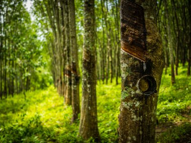 satır Çift kauçuk ağacı