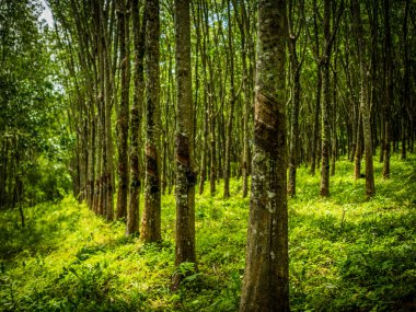 satır Çift kauçuk ağacı