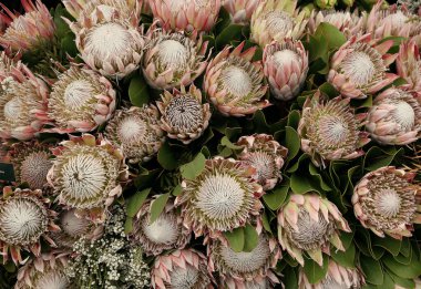 Protein sinaroidleri yakın plan. Parlak çiçek arkaplanı. Egzotik çiçekler. yatay çerçeve