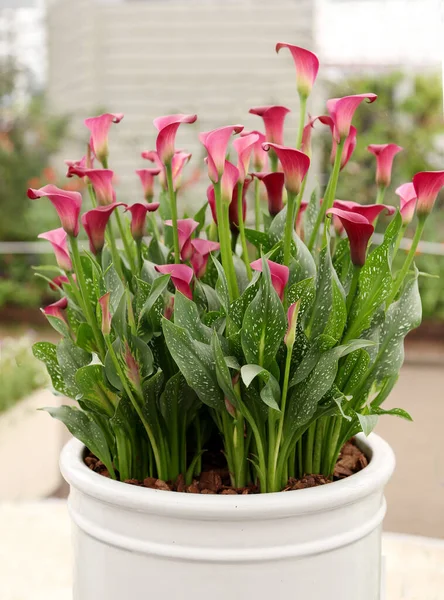 Ein Riesiger Üppiger Busch Blühender Calla Lilien Einem Blumentopf Zantedeschia — Stockfoto