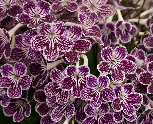 Streptocarpus Polka Dot Purple Hermosas Flores Cerca Brillante Con Cabeza — Foto de Stock
