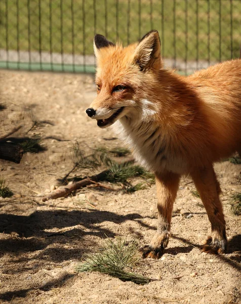 Retrato Una Zorra Roja Hembra Zoológico — Foto de Stock