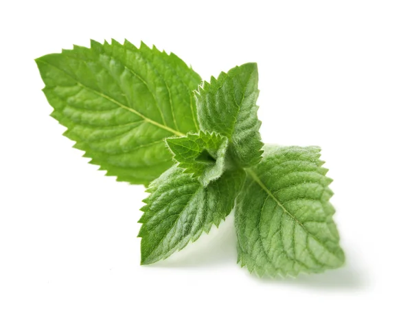 Mint — Stock Photo, Image