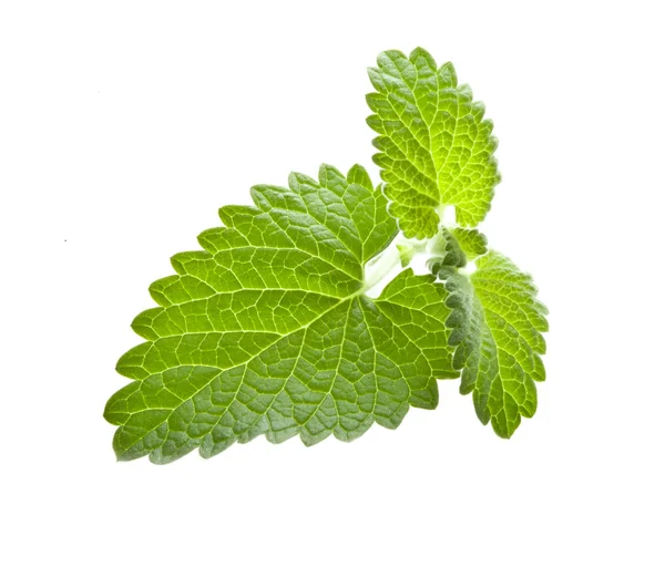 Mint — Stock Photo, Image