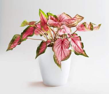 Caladium (sıralama tatlım).