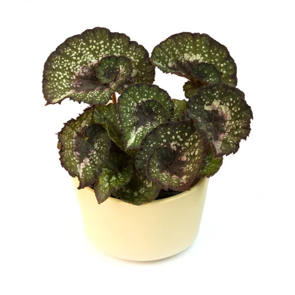 Begonia Rex Escargot — Stock Photo, Image