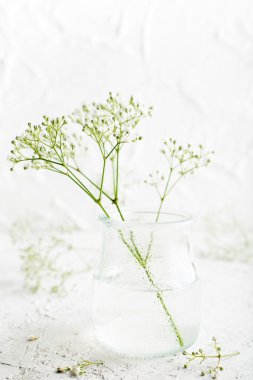 Gypsophila demet