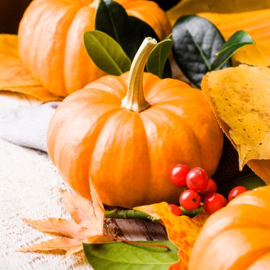 Sonbahar balkabağıyla hayat dolu