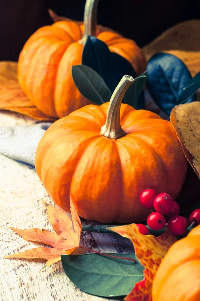 Autumn still life with pumpkin — Stock Photo, Image