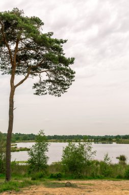 Ağaç ve Gölü bataklık