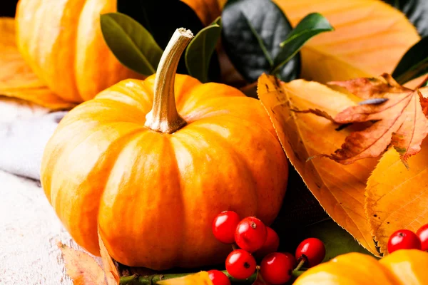 Autumn still life with pumpkin — Stock Photo, Image