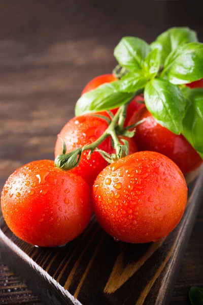 Rama de tomates naturales maduros y hojas de albahaca —  Fotos de Stock