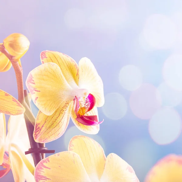 Fiore del Orchid fiore giallo — Foto Stock