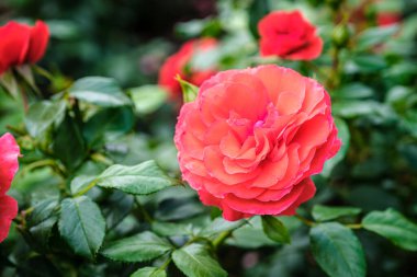 Kırmızı gül doğal ve tatil geçmişi