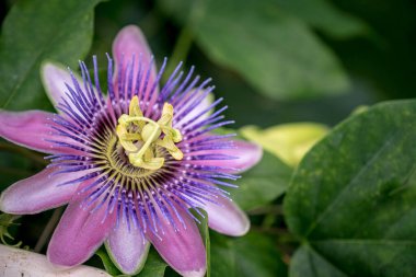 Güzel Passiflora Caerulea aynı zamanda Tutku Çiçeği olarak da bilinir.