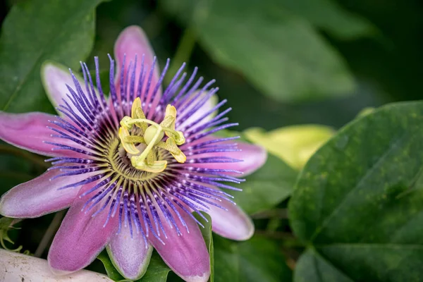 La hermosa Passiflora Caerulea también conocida como Flor de la Pasión —  Fotos de Stock