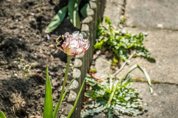 Bumblebee sits on a tulip flower — Stock Photo, Image