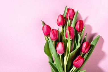 Pembe laleler pembe arka planda