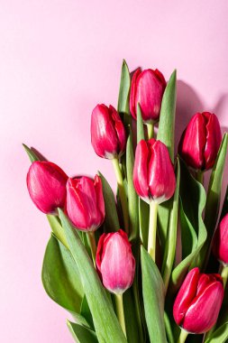 Pembe laleler pembe arka planda