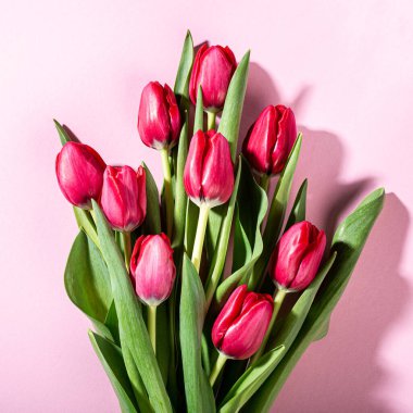 Pembe laleler pembe arka planda