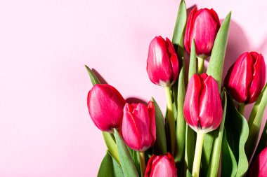 Pembe laleler pembe arka planda