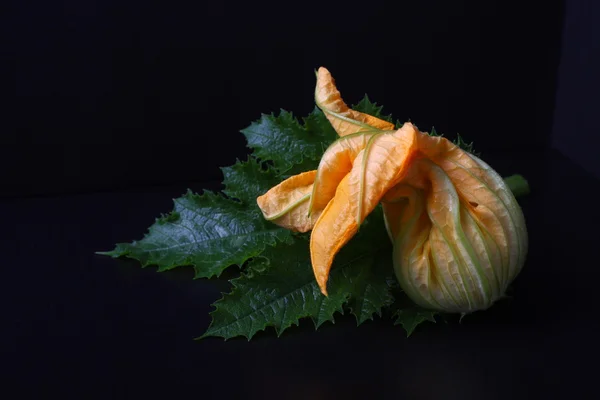 Autumn zucchini flower with green leafs over black — Stock Photo, Image