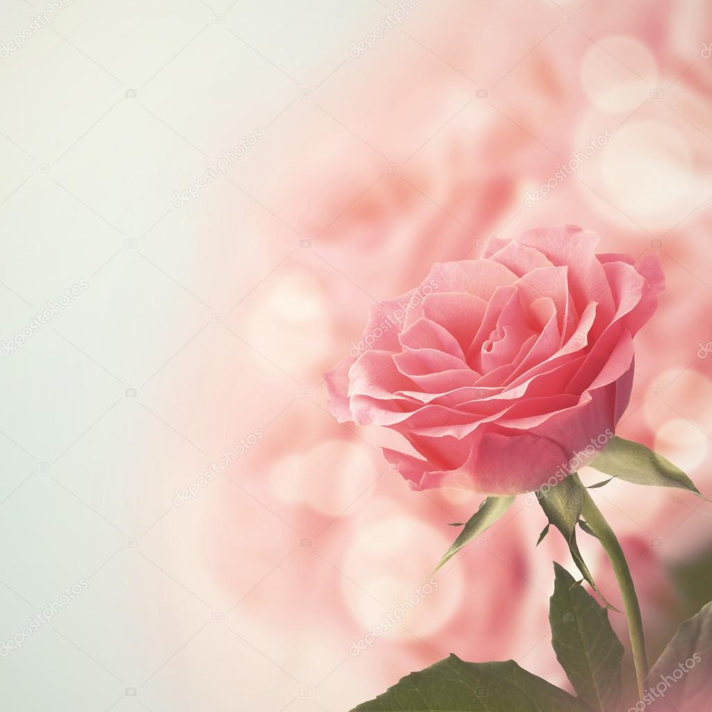 Beautiful Pink Rose. Retro style toned.