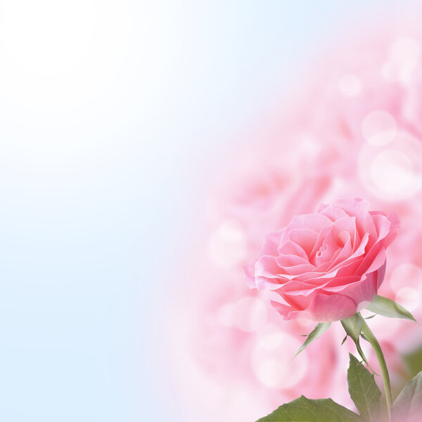 Beautiful Pink Rose with bokeh. Copyspace for text. Floral background