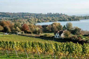 Meersburg, Almanya - 24 Ekim 2024: Güz renklerinin ve Bodensee göl manzarasının sergilendiği güzel üzüm bağları manzarası