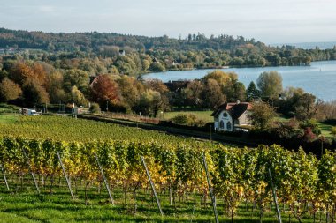 Meersburg, Almanya - 24 Ekim 2024: Bodensee Gölü yakınlarında sonbahar renklerini gösteren güzel üzüm bağları manzarası