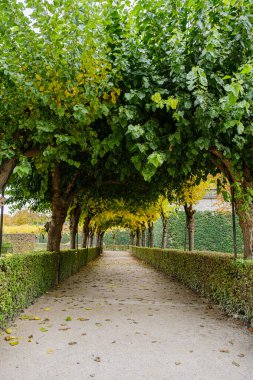 Almanya 'nın Wurzburg kentindeki manzaralı bir patikada, sonbaharda canlı yeşil ve sarı yapraklar sergilenen uzun ağaçlar ve düzgün budanmış çalılar yer alıyor.