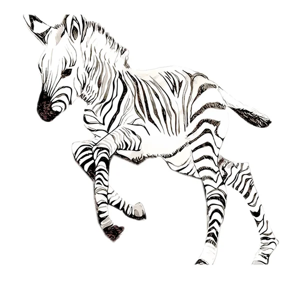 Zebra — Stock Vector