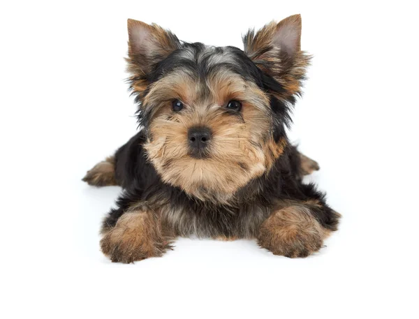 Bellissimo cane in miniatura — Foto Stock