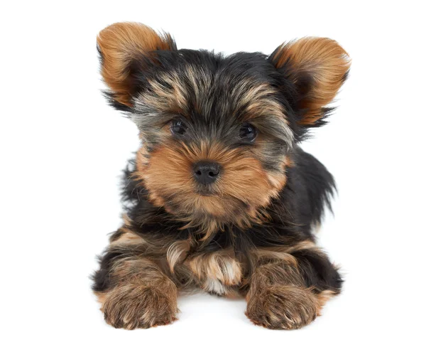 Lovely small dog — Stock Photo, Image