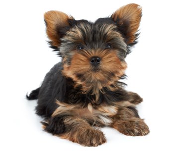 Beyaz bir köpek yavrusu