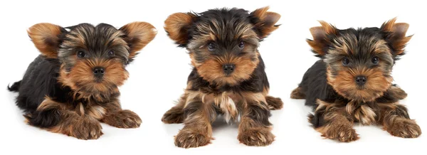 Three stages of haircut — Stock Photo, Image