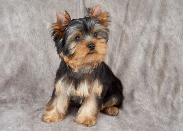 Puppy on textile background — Stock Photo, Image