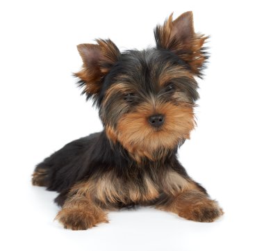 Beyaz bir köpek yavrusu