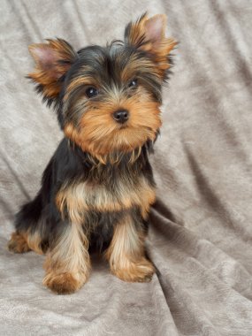 Tekstil arka plan üzerinde köpek yavrusu