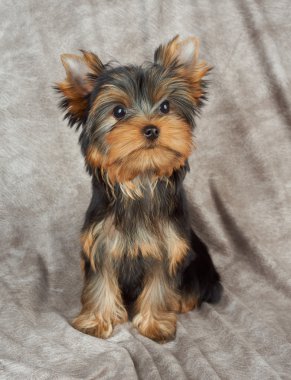 Tekstil arka plan üzerinde köpek yavrusu