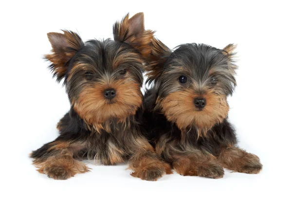 Twee puppies op wit — Stockfoto